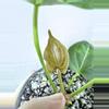 plant/A. KD NOID The Dale x (Crystal x Forgettii)-2-thumbnail