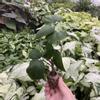 plant/Strawberry Hibiscus starter plant growers choice-0-thumbnail