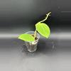 plant/Hoya Parasitica x Pachyclada #488-1-thumbnail