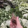 plant/Strawberry Hibiscus starter plant growers choice-4-thumbnail