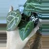 plant/A. Michelle x (Tim Anderson Black x Villenaorum)-3-thumbnail