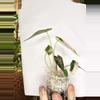 plant/Pink Bambino Alocasia-2-thumbnail
