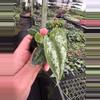 plant/Reverted Scindapsus Mayari (Indonesian Origin) starter plant growers choice-1-thumbnail