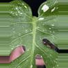 plant/🌿 MONSTERA FISH BONE-3-thumbnail