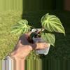 plant/Variegated Philodendron Verrucosum-8-thumbnail
