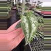 plant/Reverted Scindapsus Mayari (Indonesian Origin) starter plant growers choice-0-thumbnail
