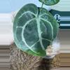 plant/A. Michelle x (Tim Anderson Black x Villenaorum)-4-thumbnail