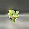 plant/Hoya Pseudo Littoralis aka Anulata #138-1-thumbnail