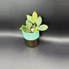 plant/Hoya Pseudo Littoralis aka Anulata #138-0-thumbnail
