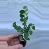 plant/Variegated Ficus Pumila (Variegated Creeping Fig) starter plant growers choice-1-thumbnail
