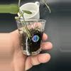plant/Hoya Serpens w/ peduncles #435-1-thumbnail