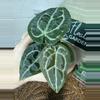 plant/A. Michelle x (Tim Anderson Black x Villenaorum)-1-thumbnail