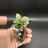 plant/Hoya Chinghungensis #436-2-thumbnail