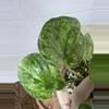 plant/🎉SALE! S. Halimoon #3-4-thumbnail