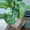 plant/🎉SALE! S. Halimoon #3-1-thumbnail
