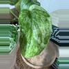 plant/🎉SALE! S. Halimoon #3-3-thumbnail