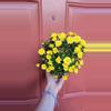 plant/Yellow Chrysanthemum Morifolium "Garden Mum" 3" pot exact plant-0-thumbnail