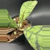 plant/Hoya Black Cat #307-1-thumbnail