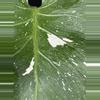 plant/🌿 MONSTERA FISH BONE-4-thumbnail