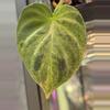 plant/Variegated Philodendron Verrucosum-2-thumbnail