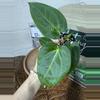 plant/A. Goliath x KD NOID The Dale-1-thumbnail