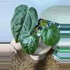 plant/A. KD NOID The Dale x (Crystal x Forgettii)-0-thumbnail