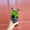 plant/Pink Pentas Ianceolata "Egyptian Starflower" 3" exact pot-1-thumbnail