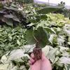 plant/Strawberry Hibiscus starter plant growers choice-3-thumbnail