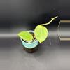 plant/Hoya Parasitica x Pachyclada #488-0-thumbnail