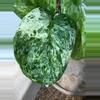 plant/🎉SALE! S. Halimoon #3-2-thumbnail