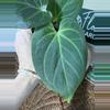 plant/A. KOS (HU)-2-thumbnail