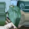 plant/A. KD NOID The Dale x (Crystal x Forgettii)-3-thumbnail