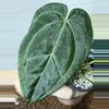 plant/A. KD NOID The Dale x (Crystal x Forgettii)-2-thumbnail