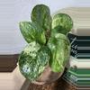 plant/🎉SALE! S. Halimoon #3-0-thumbnail