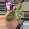 plant/Variegated Philodendron Verrucosum-0-thumbnail