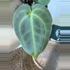 plant/A. Mag Verde x Rainbow Bess-2-thumbnail