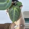 plant/A. Mag Verde x Rainbow Bess-1-thumbnail