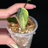 plant/Philodendron Micans Mint-3-thumbnail