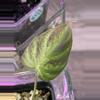 plant/Variegated Philodendron Verrucosum-1-thumbnail