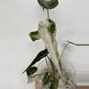 plant/Pink Bambino Alocasia-0-thumbnail
