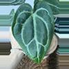 plant/A. KD NOID The Dale x (Crystal x Forgettii)-3-thumbnail