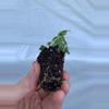 plant/Variegated Ficus Pumila (Variegated Creeping Fig) starter plant growers choice-4-thumbnail