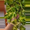 plant/Pothos churchhill 5 node cutting add on only-1-thumbnail