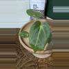 plant/A. Goliath x KD NOID The Dale-6-thumbnail