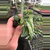 plant/Reverted Scindapsus Mayari (Indonesian Origin) starter plant growers choice-3-thumbnail