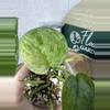 plant/🎉SALE! S. Halimoon #3-5-thumbnail