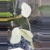 plant/Monstera White Tears • full mint-0-thumbnail