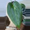 plant/A. Goliath x KD NOID The Dale-3-thumbnail