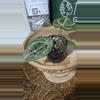 plant/A. Michelle x (Tim Anderson Black x Villenaorum)-5-thumbnail