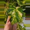 plant/Pothos churchhill 5 node cutting add on only-0-thumbnail